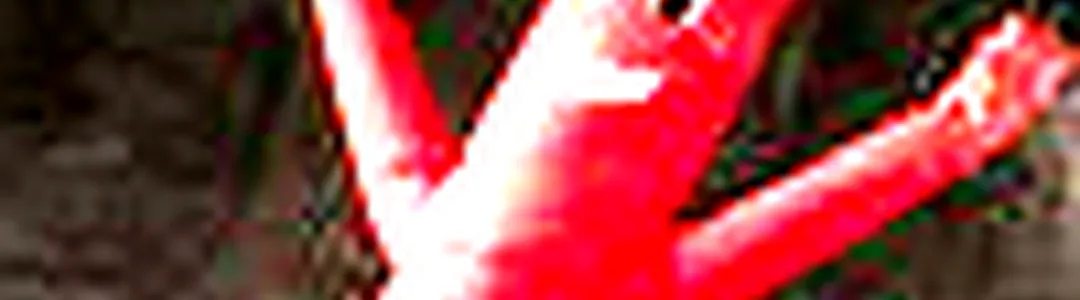 jigitz