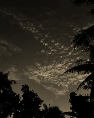 Said The Sky